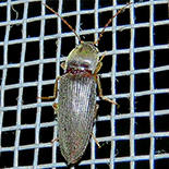 Cardiophorus species